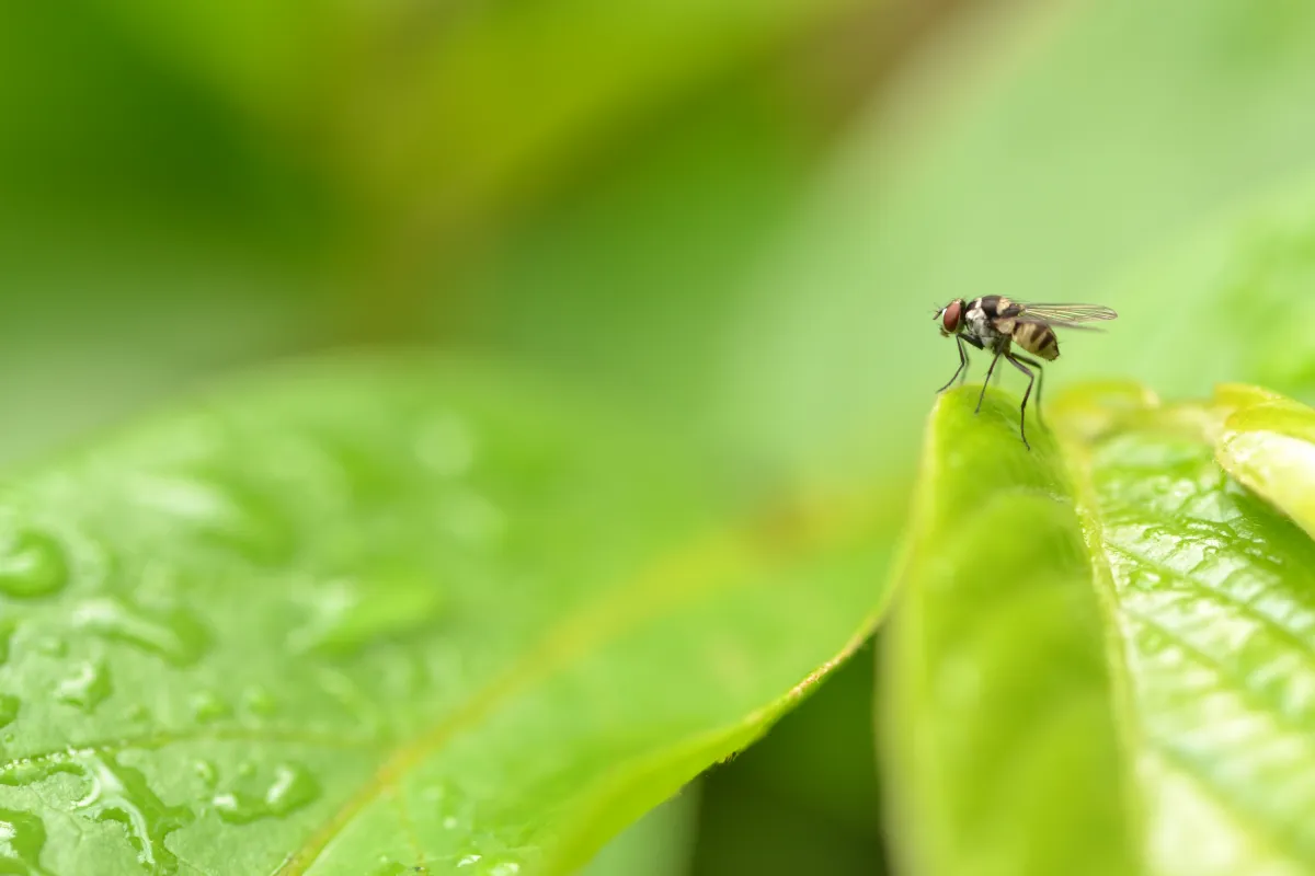 Fly on leaves