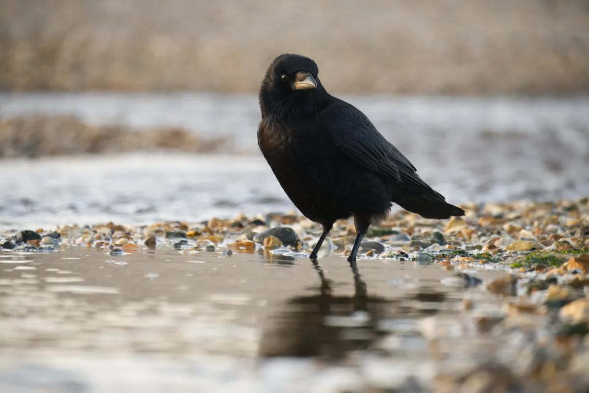 Crow on pebbles